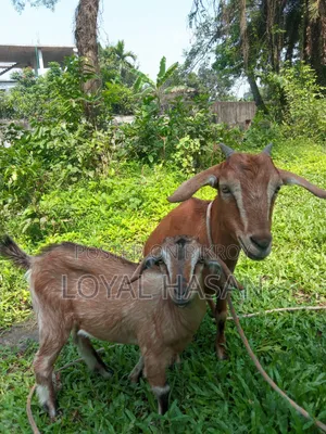 বাচ্চা সহ ছাগল বিক্রি