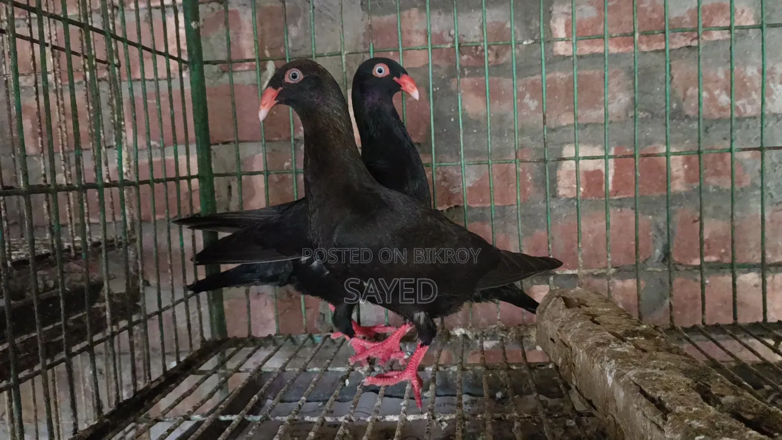 Black Danish Chicks Pair