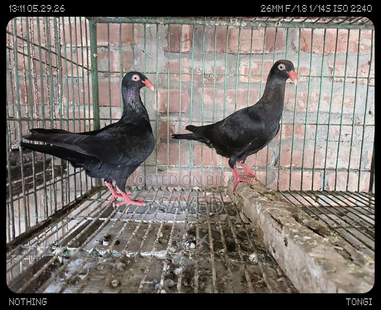 Black Danish Chicks Pair