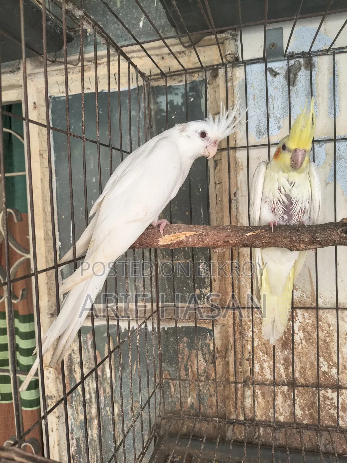 Cockatiel Bird