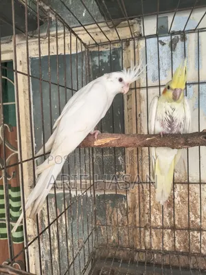 কোকাটেল পাখি