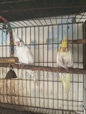 Cockatiel Bird