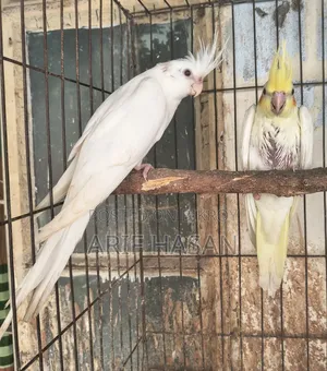 Cockatiel Bird