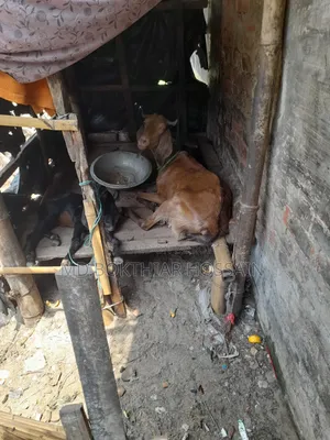 Two goats for sale