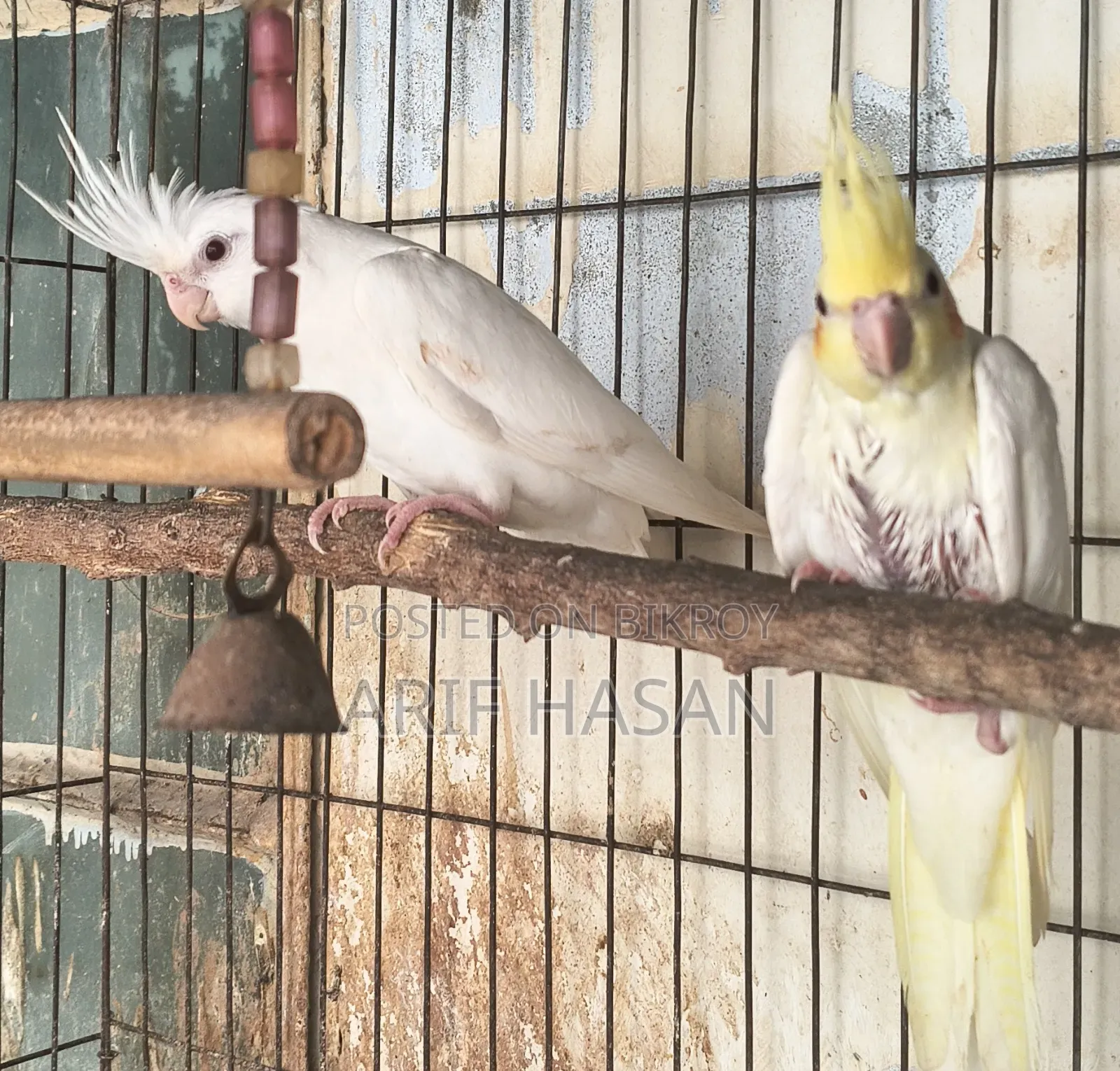Cockatiel Bird