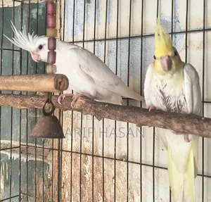 Cockatiel Bird