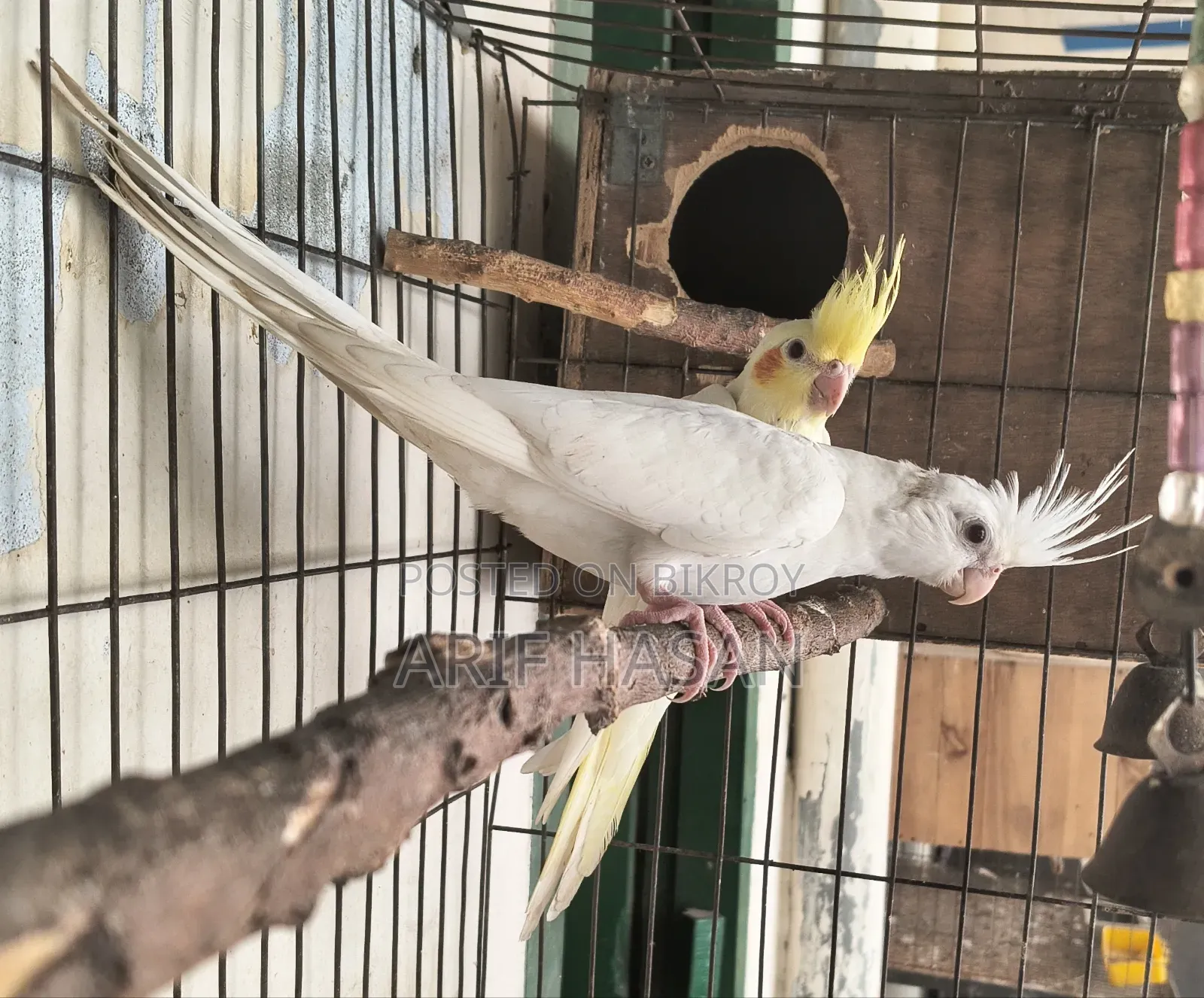 Cockatiel Bird