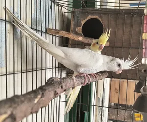 Cockatiel Bird