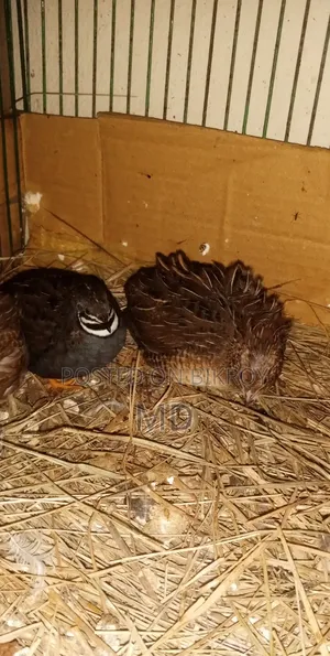 কিং কোয়েল রানিং