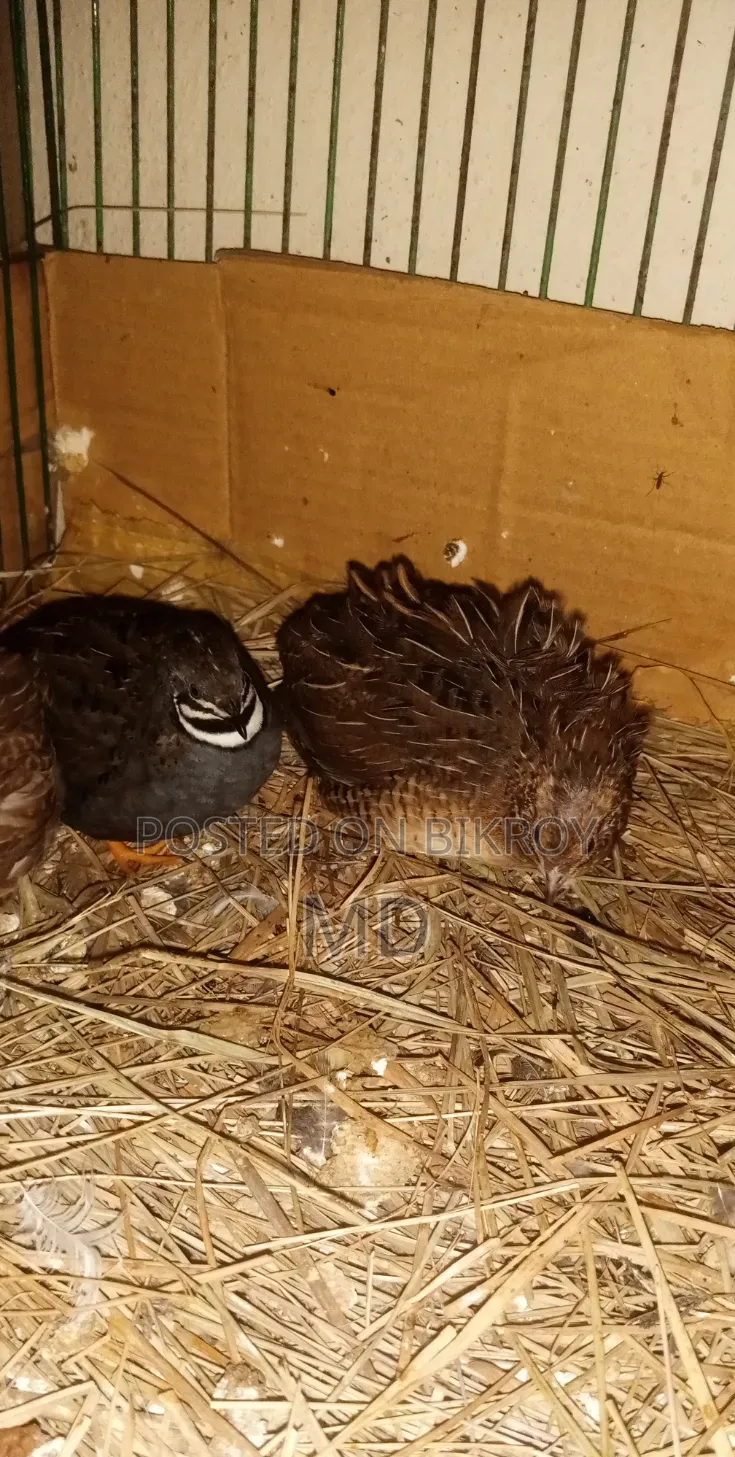 কিং কোয়েল রানিং