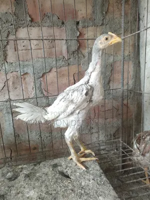 বেনগাম বাচ্চা