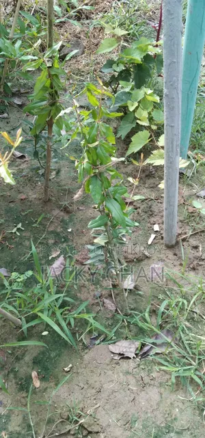 অস্ট্রেলিয়ান আনার
