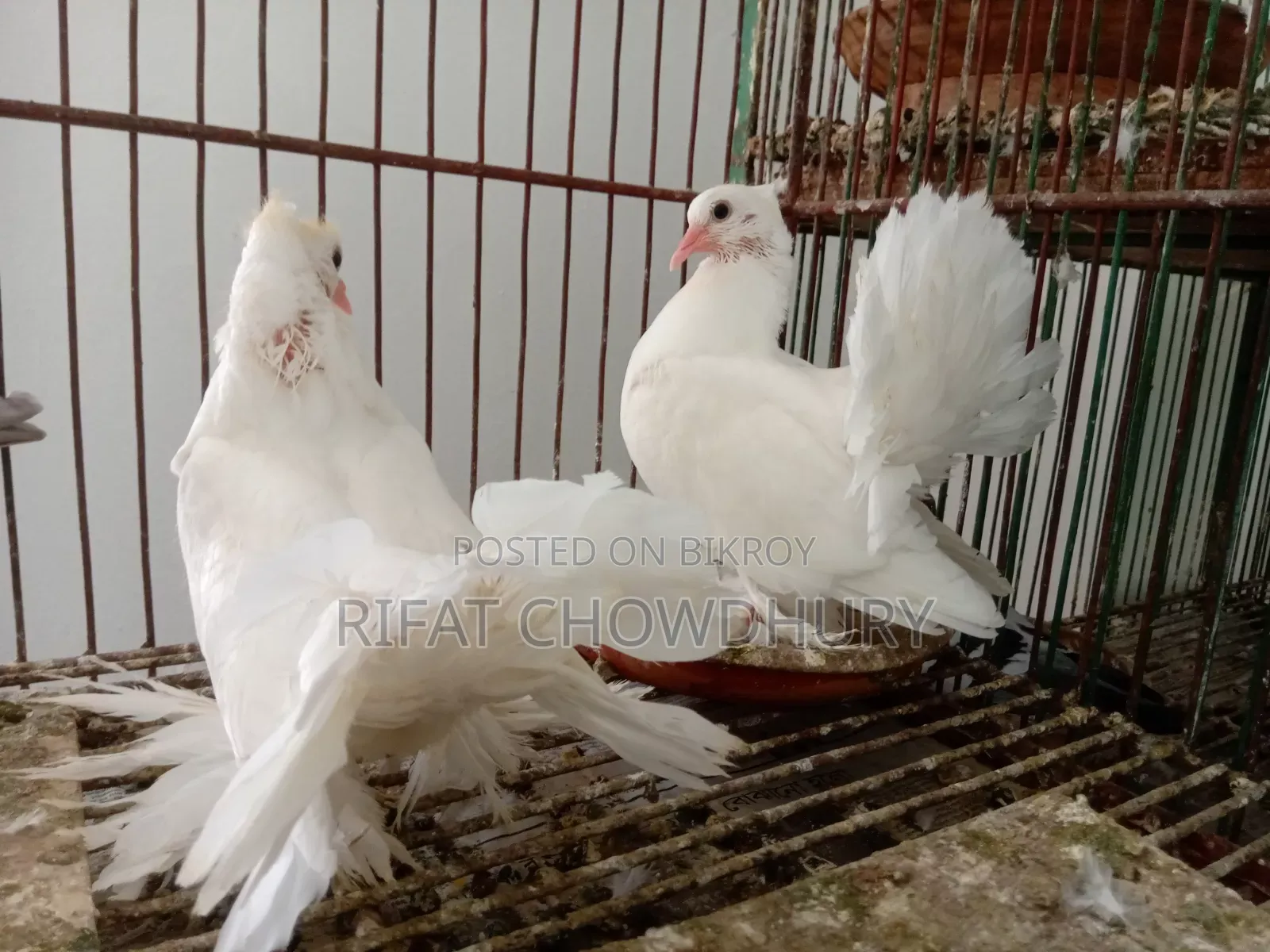 Lakkha Pigeon