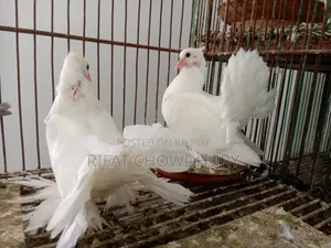 Lakkha Pigeon