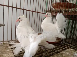 Lakkha Pigeon
