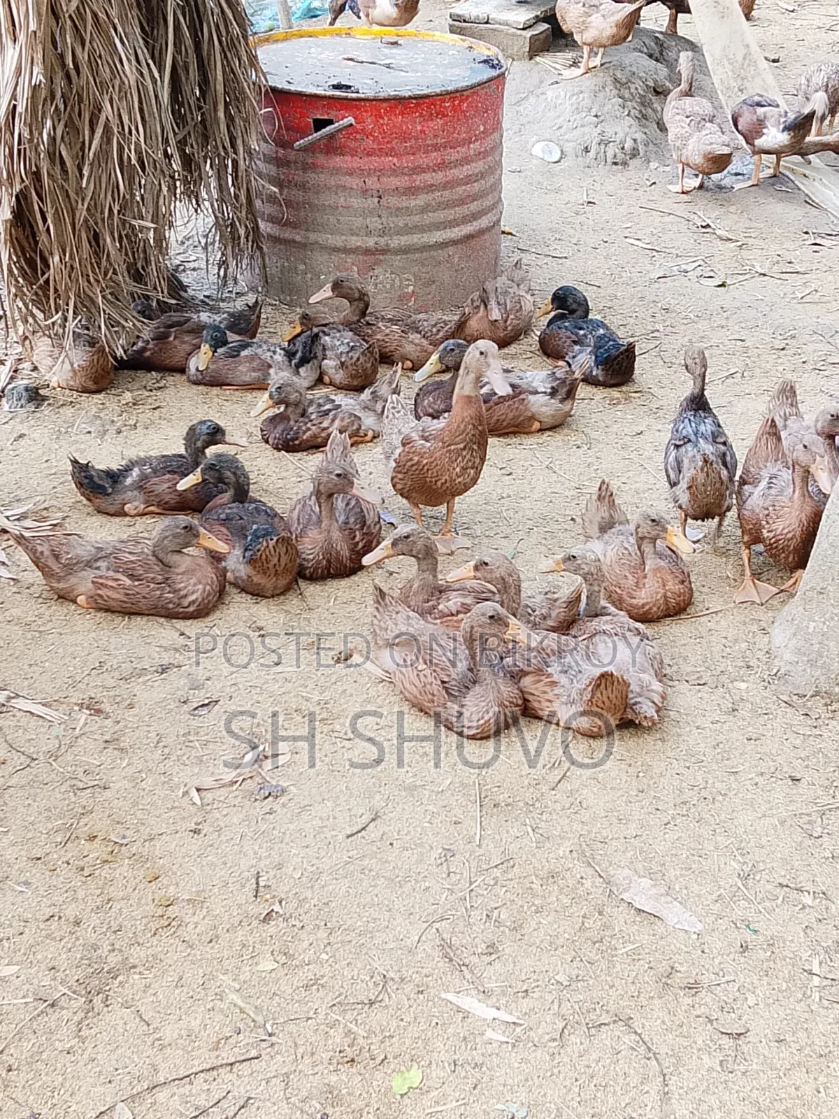 Male Duck