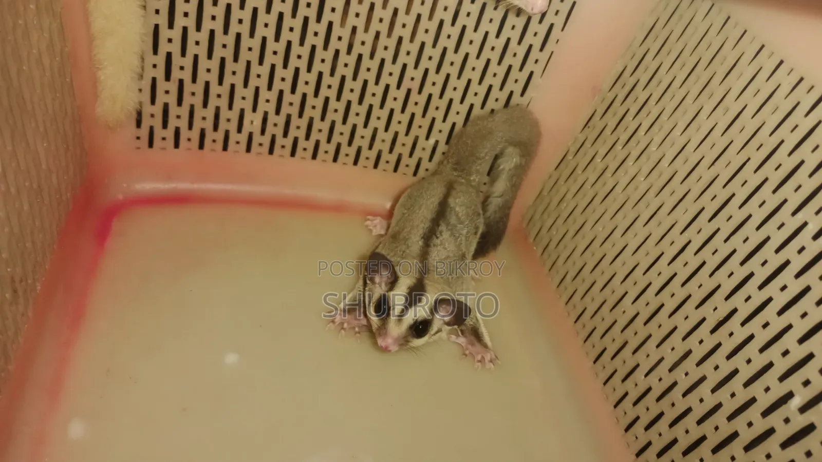 সুগার গ্লাইডার