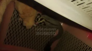 সুগার গ্লাইডার