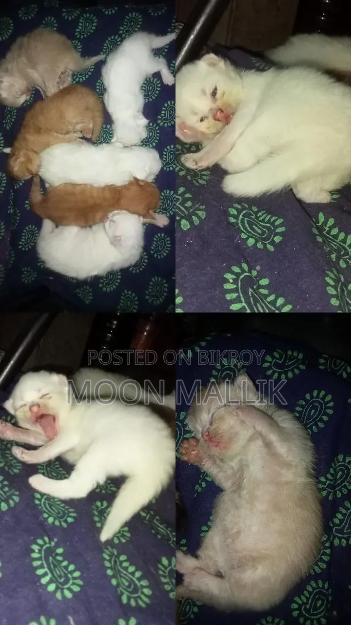০-১ মাস বয়সী মেয়ে বিশুদ্ধ পার্সিয়ান বিড়াল