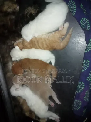 ০-১ মাস বয়সী মেয়ে বিশুদ্ধ পার্সিয়ান বিড়াল