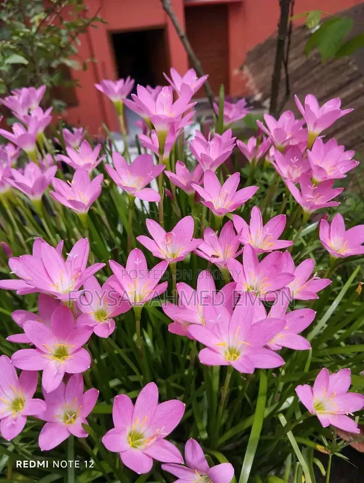 Rain Lily Plant Per Piece 3 Tk