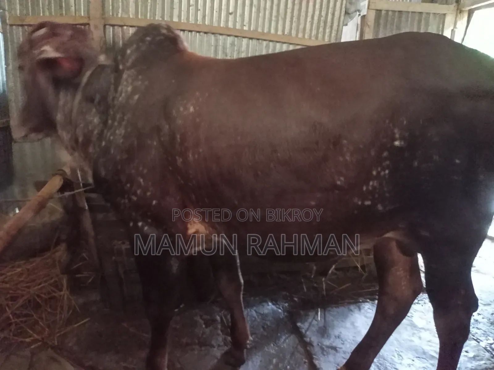 High-Quality Sahiwal Cow. Cow color is dark reddish brown.
