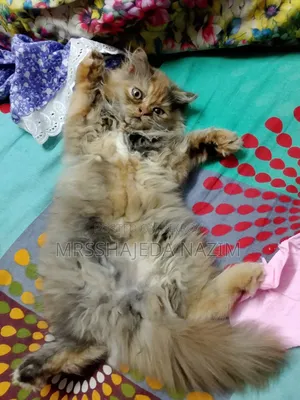 3-6 Months Female Purebred Persian