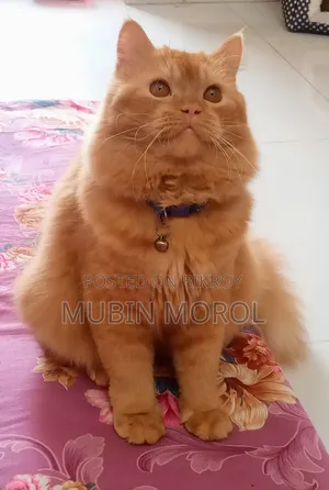 ৬-১২ মাস বয়সী পুরুষ বিশুদ্ধ জাতের পার্সিয়ান