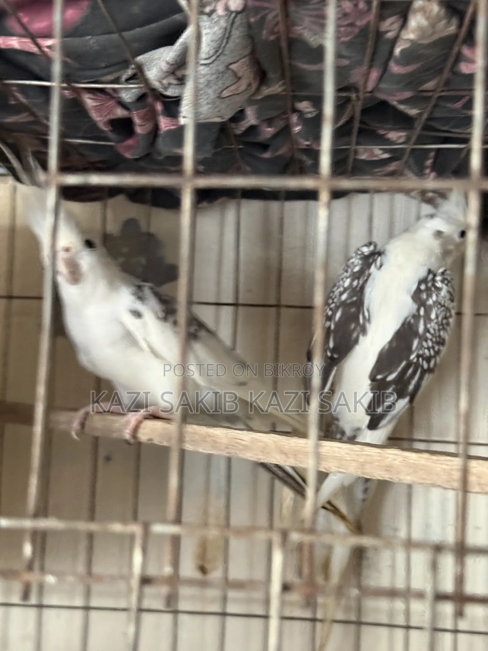Cockatiel Bird