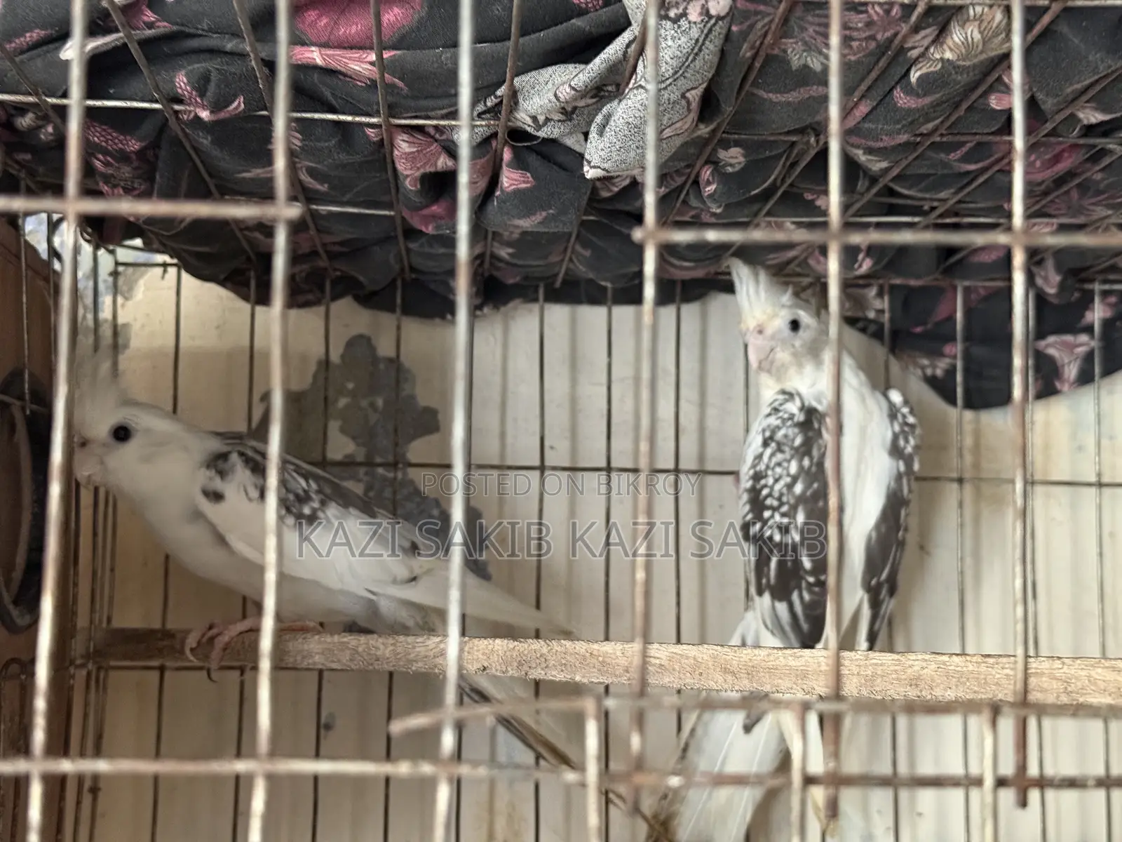 Cockatiel Bird