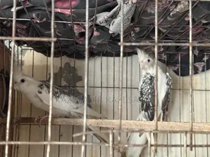 Cockatiel Bird