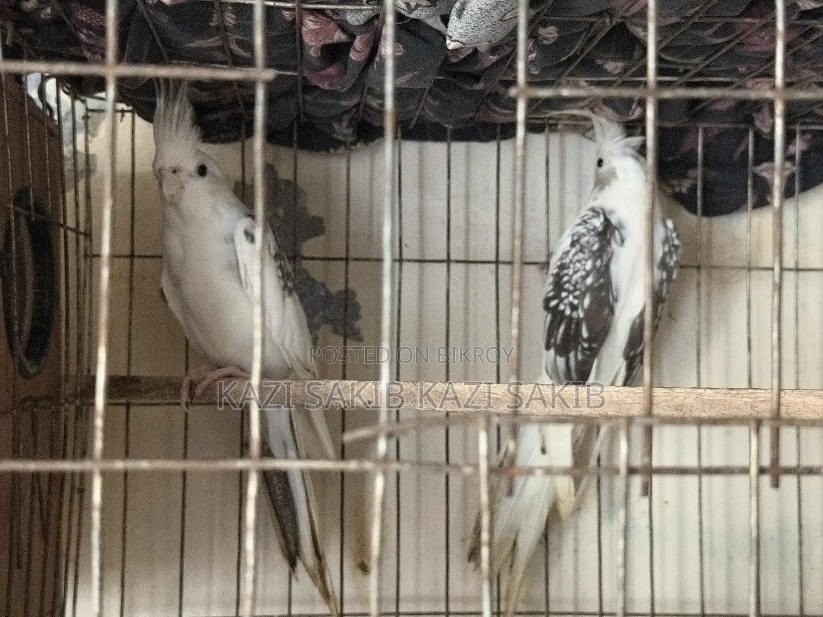 Cockatiel Bird