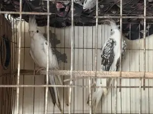 Cockatiel Bird