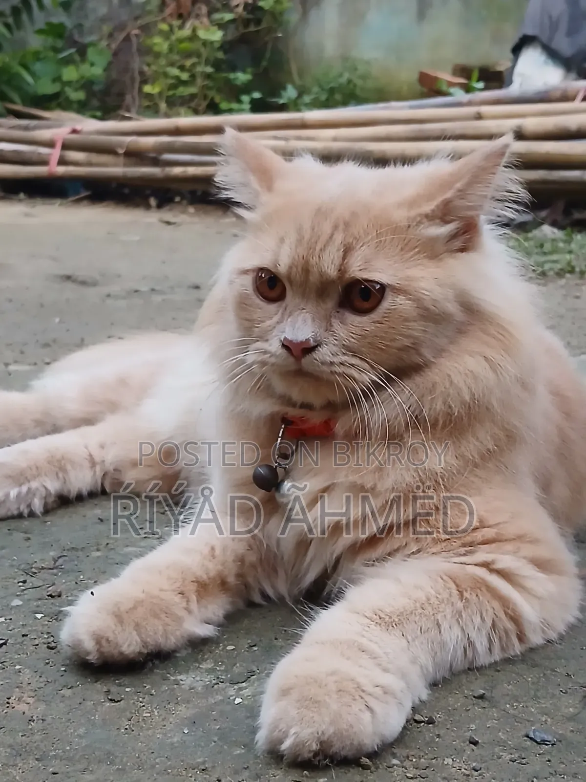 6-12 Months Male Purebred Persian