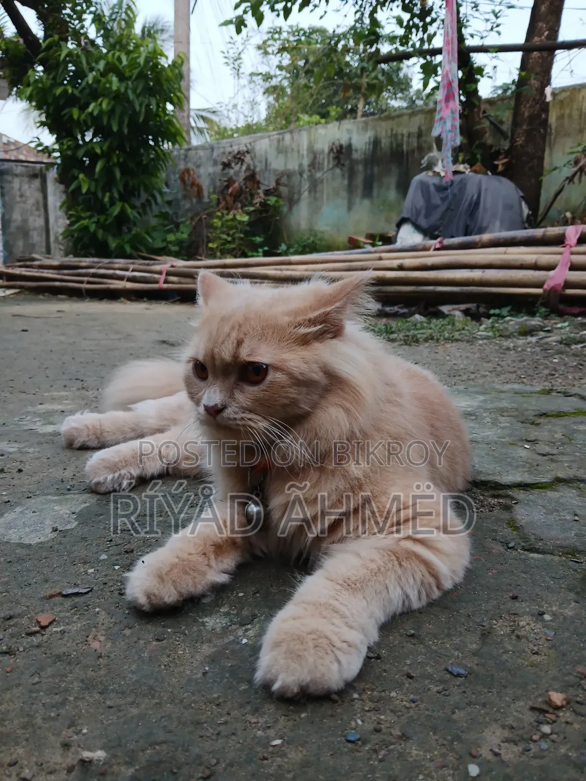 6-12 Months Male Purebred Persian