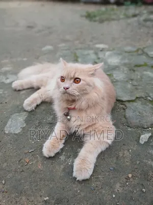 6-12 Months Male Purebred Persian
