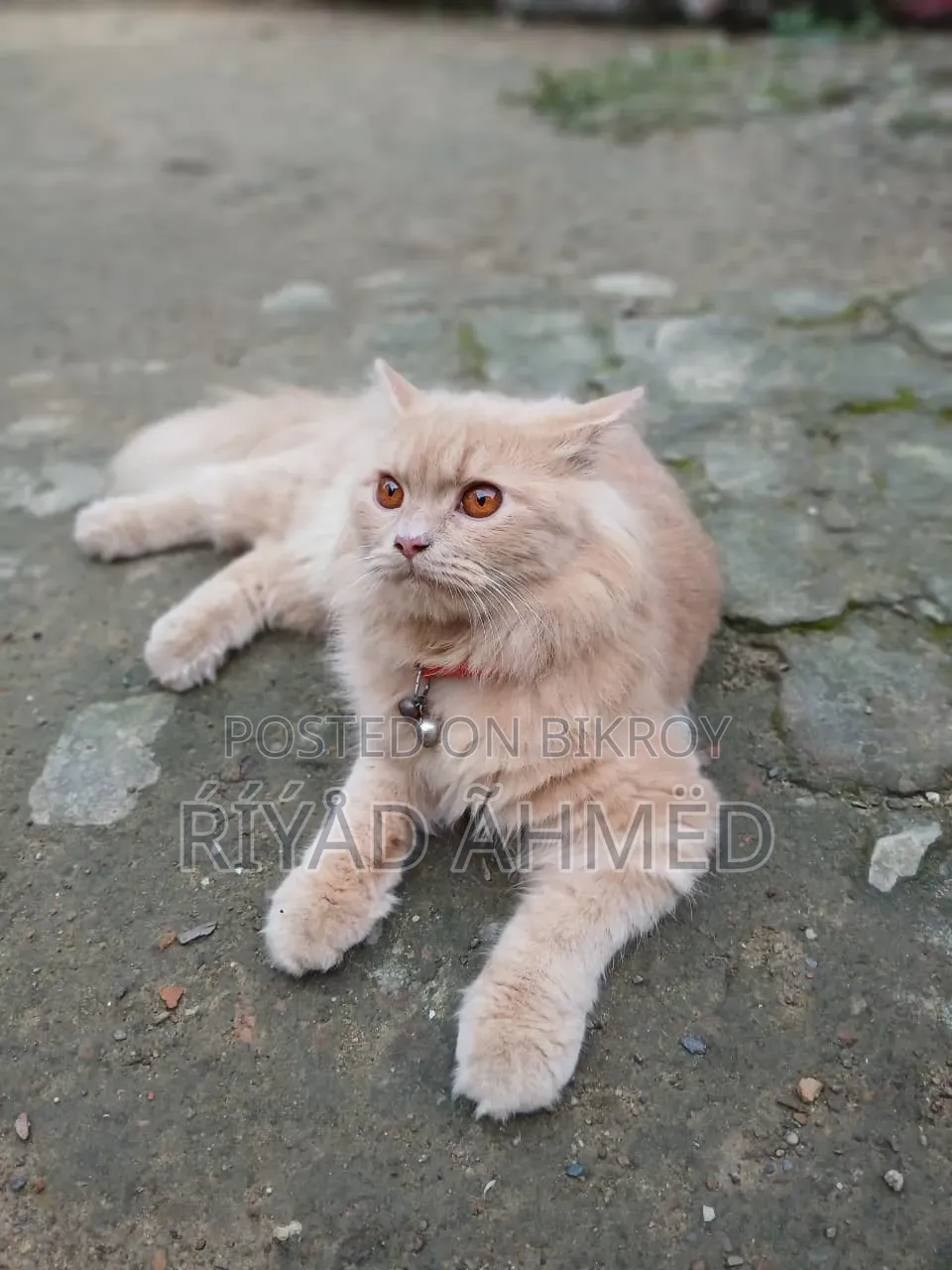 6-12 Months Male Purebred Persian