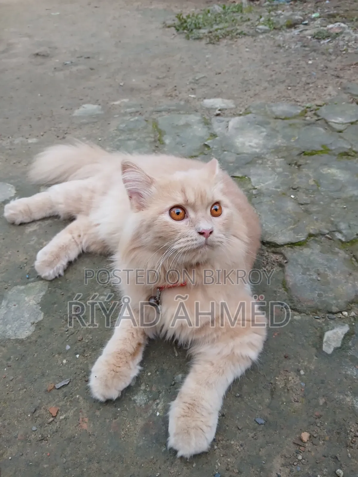 6-12 Months Male Purebred Persian