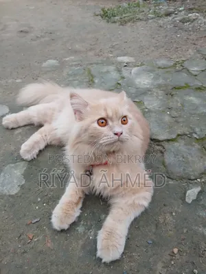 6-12 Months Male Purebred Persian