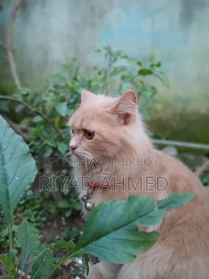 6-12 Months Male Purebred Persian