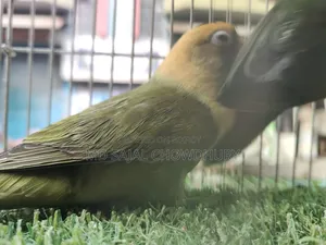 Olive Green Lovebird Ready Breeding Pair