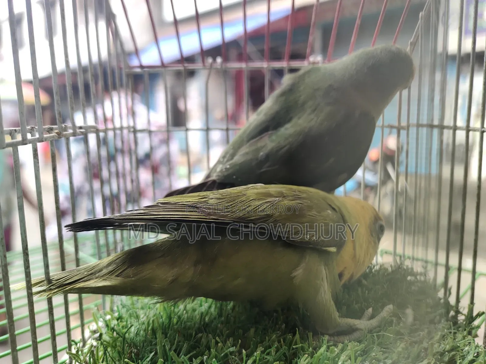 Olive Green Lovebird Ready Breeding Pair