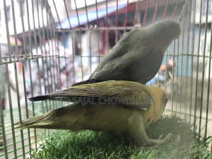 Olive Green Lovebird Ready Breeding Pair