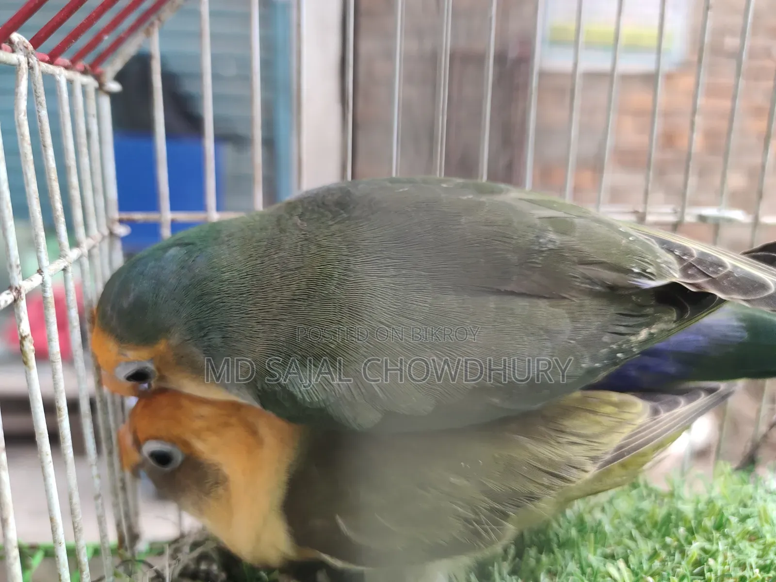 Olive Green Lovebird Ready Breeding Pair