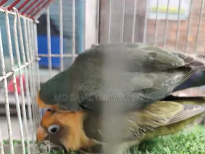 Olive Green Lovebird Ready Breeding Pair