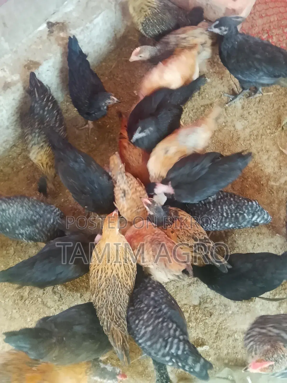 দেশি মুরগী ও মোরগ