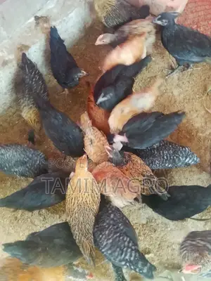 দেশি মুরগী ও মোরগ