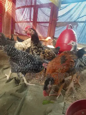 দেশি মুরগী ও মোরগ