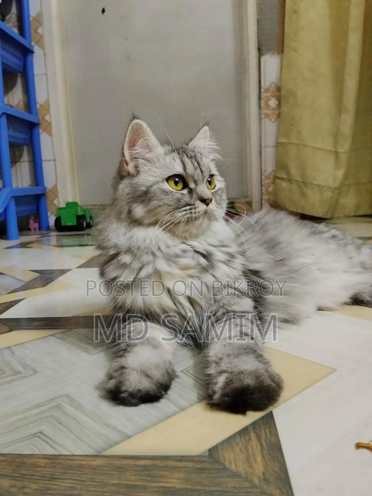 1+ Year Female Purebred Persian