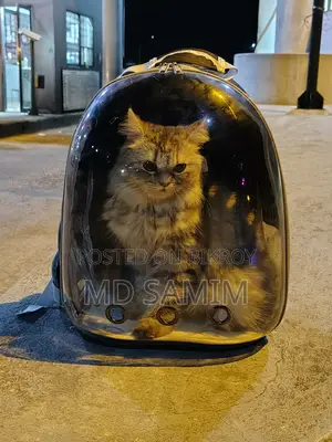 1+ Year Female Purebred Persian